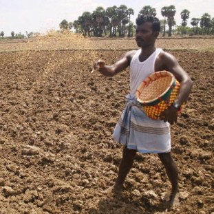 Sowing seed in India